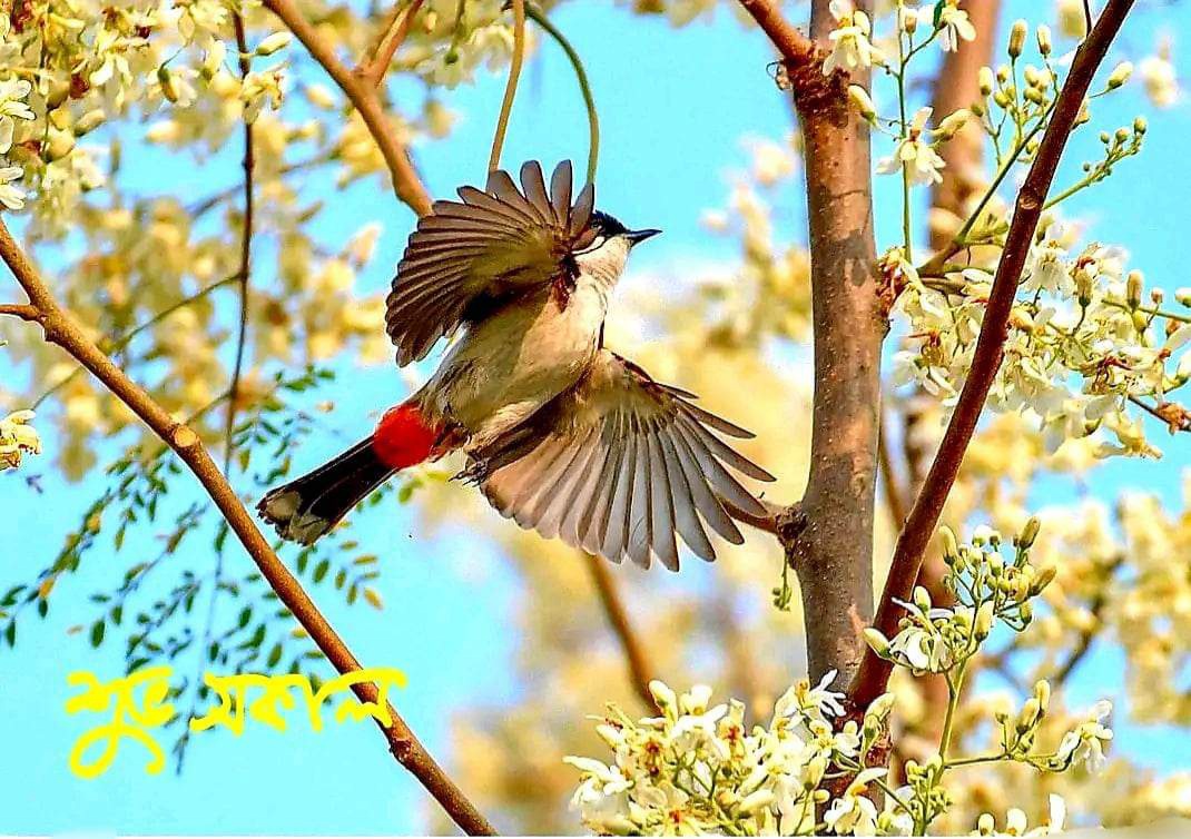 ভাষা আন্দোলনের প্রেক্ষাপটে আমাদের ভাবনা ও মতামত।