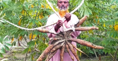 শিমুল আলুতে সম্ভাবনা, বিক্রি নিয়ে চিন্তা