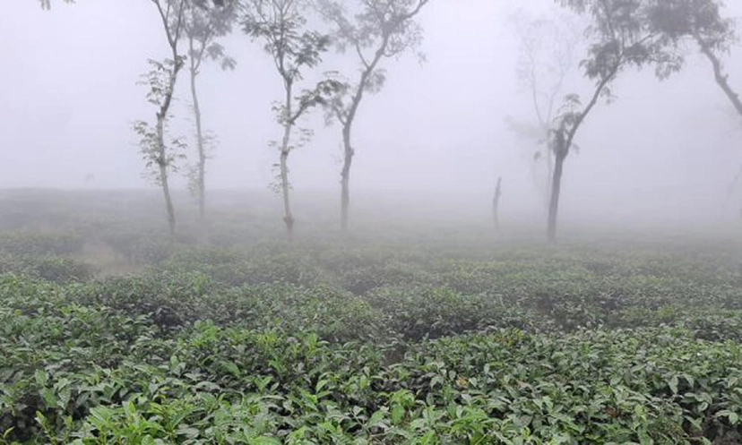 দেশের সর্বনিম্ন তাপমাত্রা শ্রীমঙ্গলে