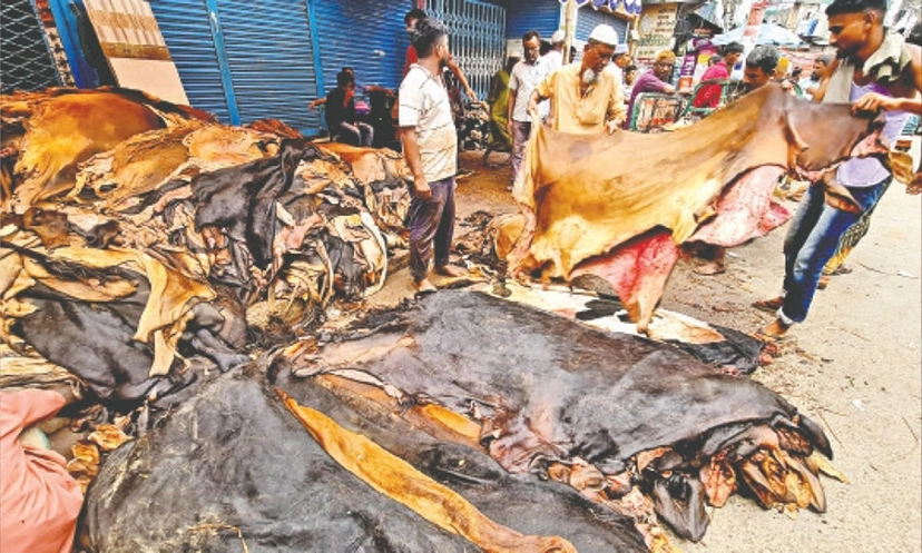 মানা হয়নি নির্ধারিত দর, অর্ধেক দামে বিক্রি হয়েছে চামড়া