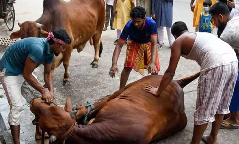 সারা দেশে ১ কোটি ৪ লাখ পশু কোরবানি, সবচেয়ে বেশি ঢাকায়