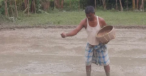 আশায় বুক বেঁধে মাঠে নামছেন কৃষক